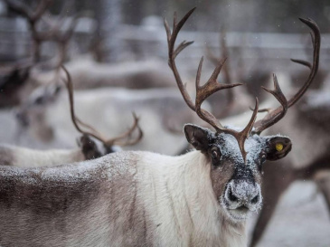 ����������� �������� ��� ������: ���� ���� �������� ����������������